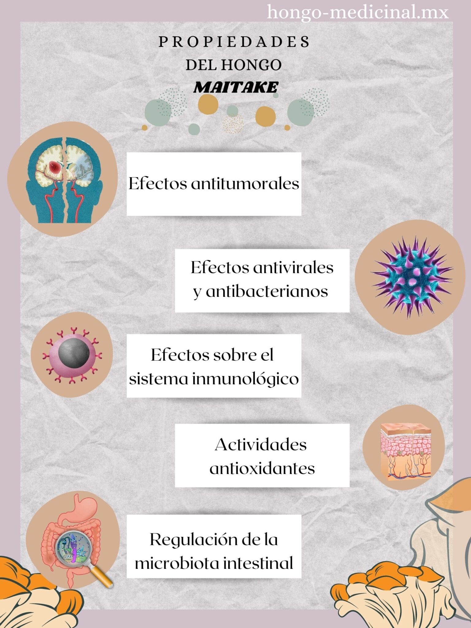 ¿Pueden las propiedades del hongo Maitake mejorar nuestra salud?